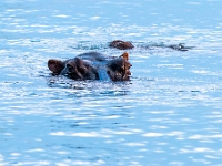 Rzeka Zambezi